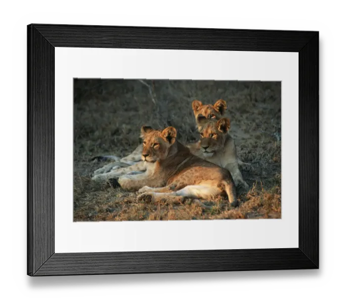 Framed Print : Three Lion Cubs (Panthera leo) Lying in the Veld Framed Print : Three Lion Cubs (Panthera leo) Lying in the Veld