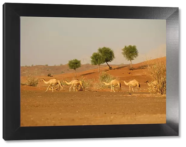 Camel (Camelus bactrianus) in the Desert