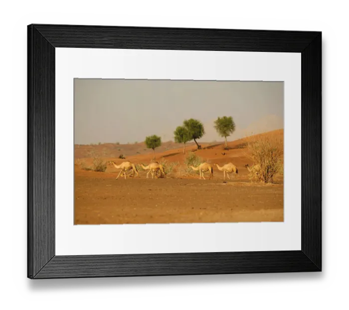 Framed Print : Camel (Camelus bactrianus) in the Desert Framed Print : Camel (Camelus bactrianus) in the Desert