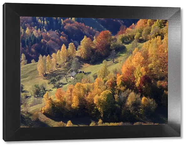 Autumn landscape of hills and trees, Piatra Craiului National Park, Magura, Carpathian Mountains, Brasov, Brasov County, Transylvania, Romania