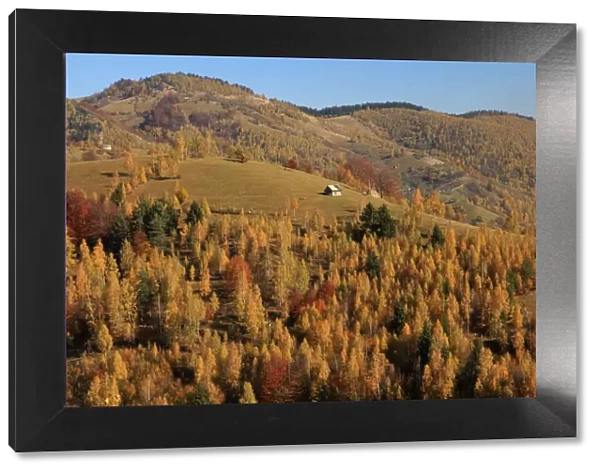 Autumn landscape of hills and mountain range in background, Piatra Craiului National Park, Magura, Carpathian Mountains, Brasov, Brasov County, Transylvania, Romania