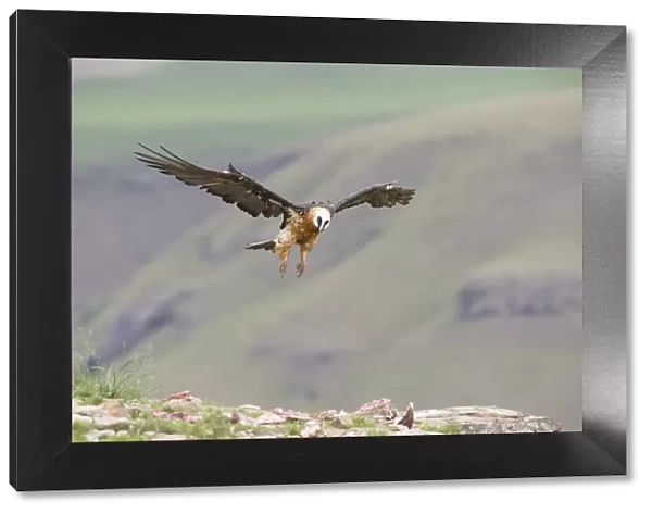 Bearded Vulture (Gypaetus Barbatus) in flight - Giants Castle, South Africa