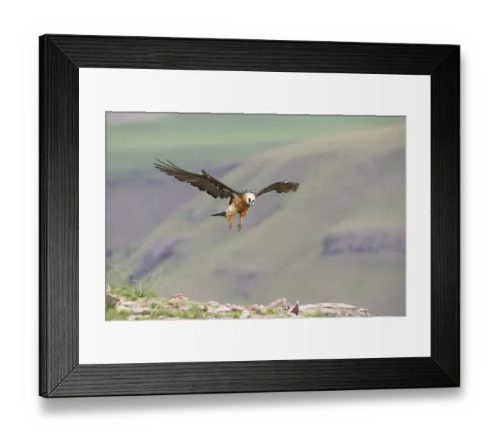 Framed Print : Bearded Vulture (Gypaetus Barbatus) in flight - Giants Castle, South Africa