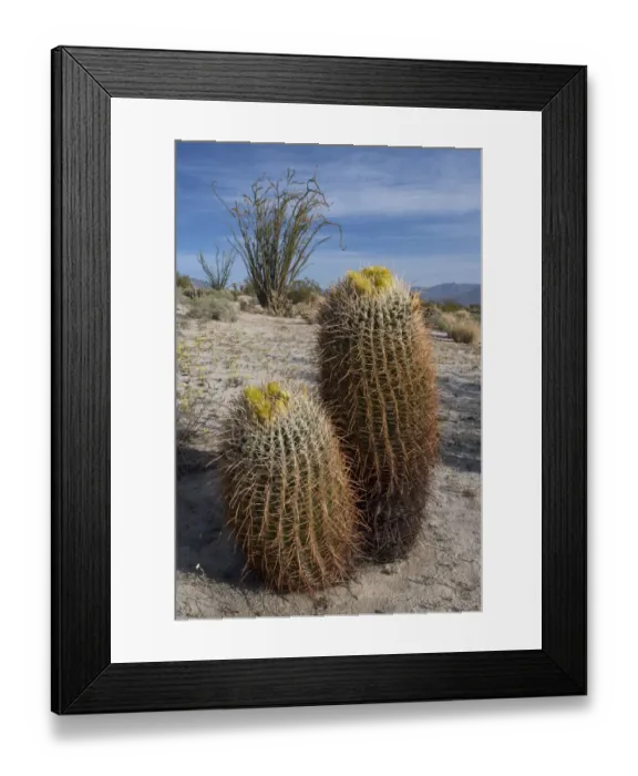 Framed Print : California Barrel Cactus (Ferocactus cylindracaus) and Ocotillo (Fouquieria Splendens) in Anza-Borrego Desert State Park, California, USA Framed Print : California Barrel Cactus (Ferocactus cylindracaus) and Ocotillo (Fouquieria Splendens) in Anza-Borrego Desert State Park, California, USA