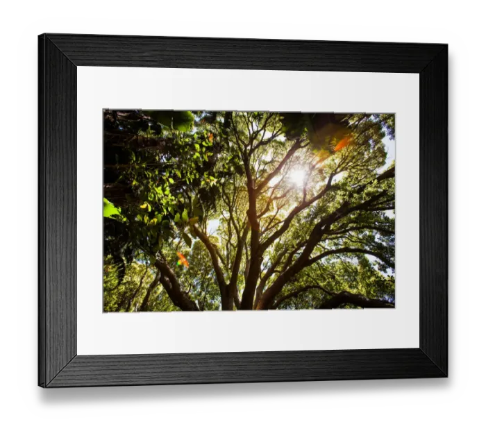 Framed Print : Sunlight shines through the forest canopy Framed Print : Sunlight shines through the forest canopy