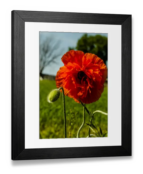 Framed Print : Close-up of red poppy, Lancaster County, Pennsylvania, USA Framed Print : Close-up of red poppy, Lancaster County, Pennsylvania, USA