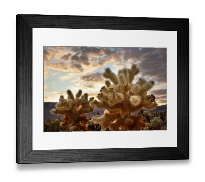 Framed Print : Cholla Cactus (Cylindropuntia bigelovii) Garden at sunset, Mojave Desert, Joshua Tree National Park, California, USA Framed Print : Cholla Cactus (Cylindropuntia bigelovii) Garden at sunset, Mojave Desert, Joshua Tree National Park, California, USA