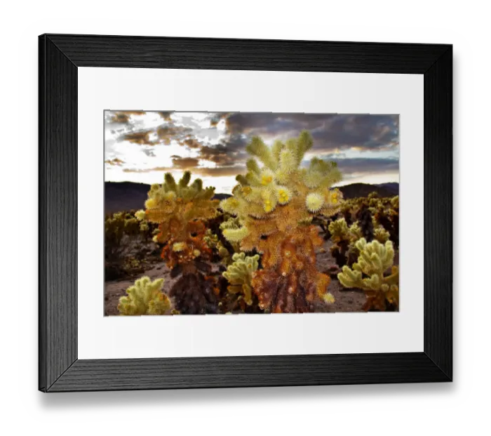 Framed Print : Cholla Cactus (Cylindropuntia bigelovii) Garden at sunset, Mojave Desert, Joshua Tree National Park, California, USA Framed Print : Cholla Cactus (Cylindropuntia bigelovii) Garden at sunset, Mojave Desert, Joshua Tree National Park, California, USA