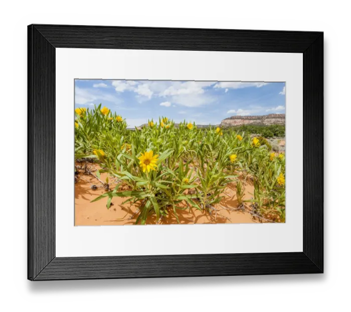Framed Print : Rough mules ears (Wyethia scabra) wild flowers, Coral Pink Sand Dunes State Park, Kanab, Utah, USA Framed Print : Rough mules ears (Wyethia scabra) wild flowers, Coral Pink Sand Dunes State Park, Kanab, Utah, USA