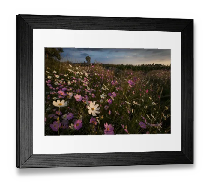 Framed Print : Cosmos wildflowers (Bidens formosa) at sunset in a farm field in Magaliesburg, Gauteng Province, South Africa Framed Print : Cosmos wildflowers (Bidens formosa) at sunset in a farm field in Magaliesburg, Gauteng Province, South Africa
