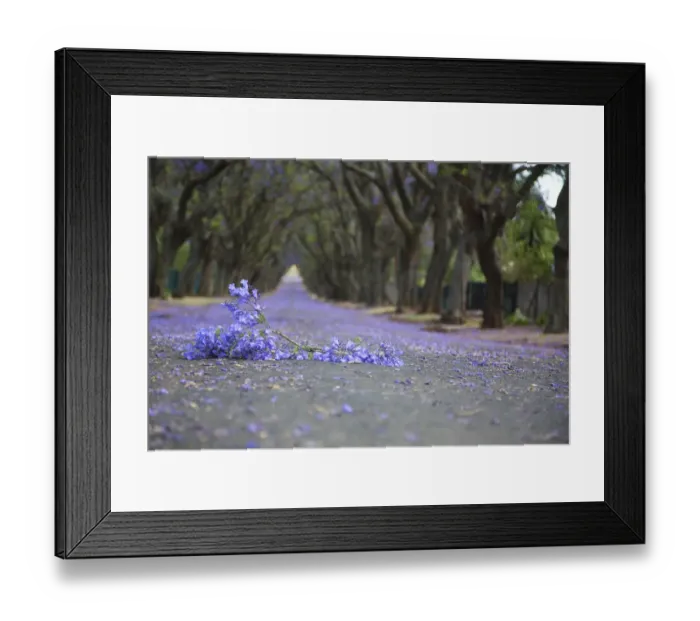 Framed Print : Suburban road with line of jacaranda trees and small flowers making a carpet - Cullinan South Africa Framed Print : Suburban road with line of jacaranda trees and small flowers making a carpet - Cullinan South Africa