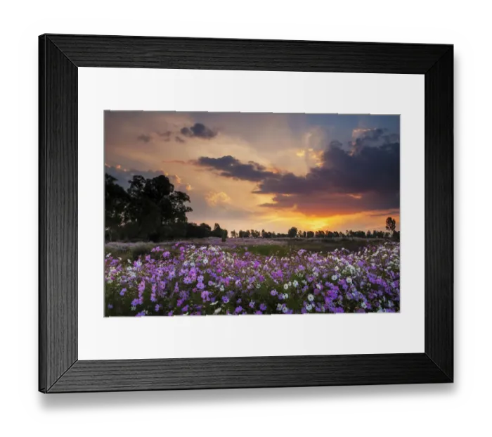 Framed Print : Beautiful Pink and White Wild Cosmos Wild Flowers Blooming in a Large Field at Sunset, Magaliesburg, Gauteng Province, South Africa Framed Print : Beautiful Pink and White Wild Cosmos Wild Flowers Blooming in a Large Field at Sunset, Magaliesburg, Gauteng Province, South Africa