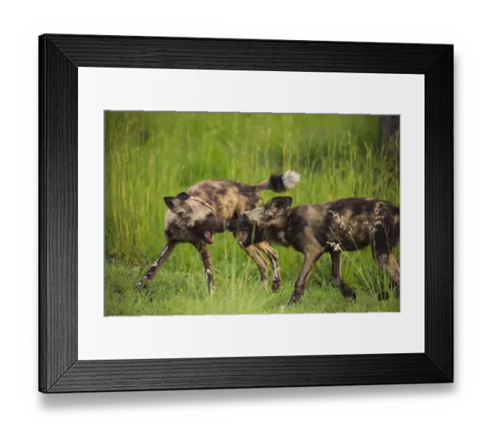 Framed Print : African wild dog (Lycaon pictus) interacting playfully at sunset in the Kruger National Park, South Africa Framed Print : African wild dog (Lycaon pictus) interacting playfully at sunset in the Kruger National Park, South Africa