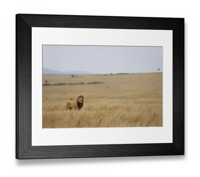 Framed Print : Male Lion in the Landscape of the Masai Mara National Reserve, Kenya, Africa Framed Print : Male Lion in the Landscape of the Masai Mara National Reserve, Kenya, Africa