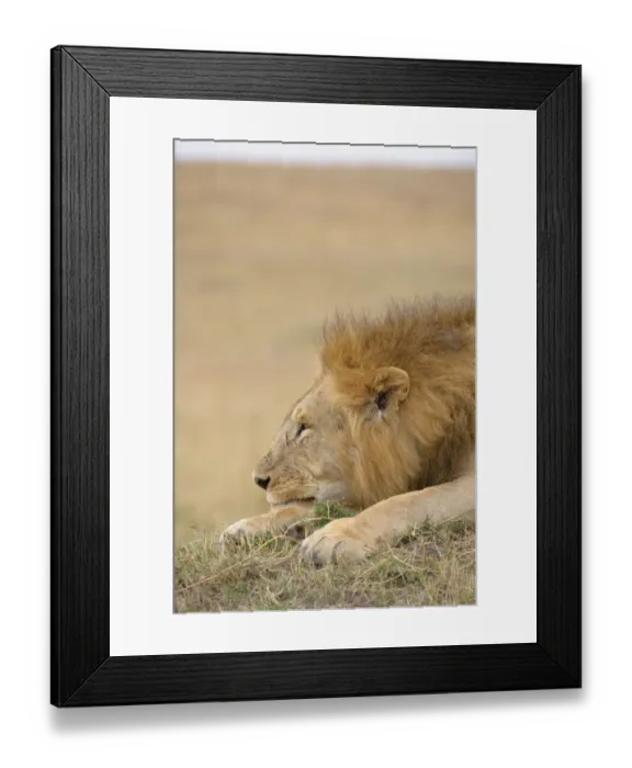 Framed Print : African Male Lion (Panthera leo) looking off into the distance on the plains of the Masai Mara National Reserve, Kenya Framed Print : African Male Lion (Panthera leo) looking off into the distance on the plains of the Masai Mara National Reserve, Kenya