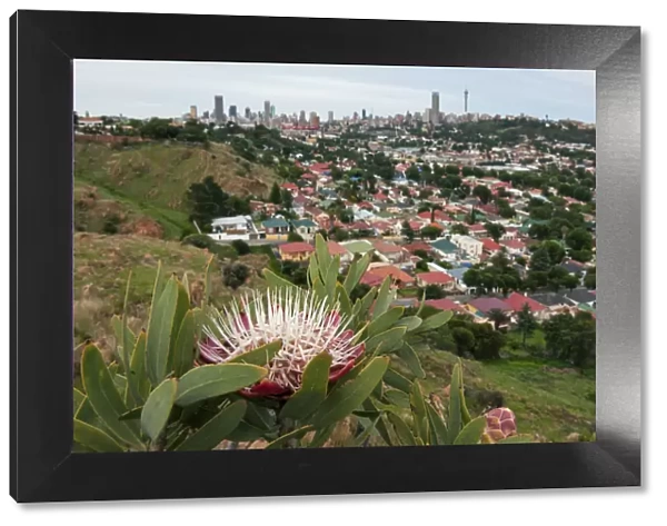 Surviving Mankind - Protea caffra growing in a tiny nature reserve surrounded by the city of Johannesburg, Gauteng Province, South Africa