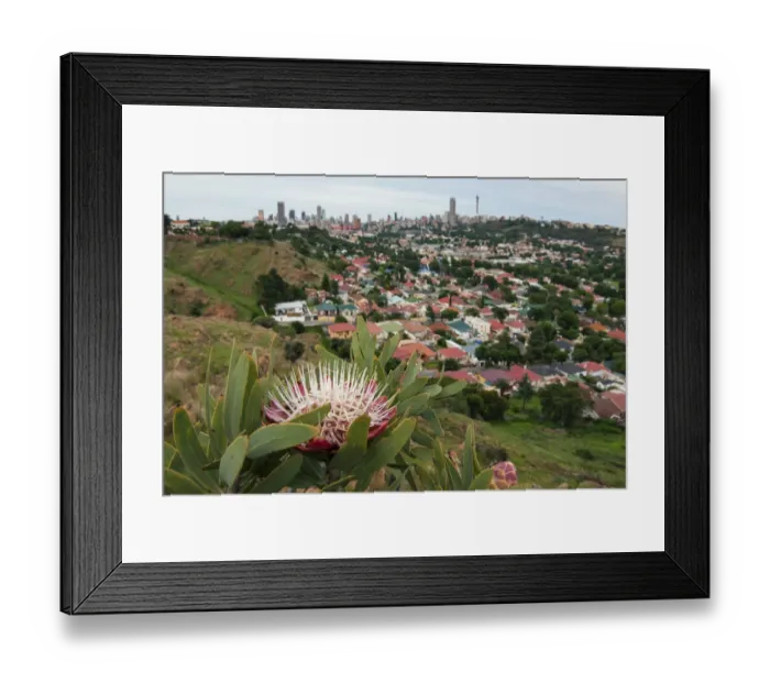 Framed Print : Surviving Mankind - Protea caffra growing in a tiny nature reserve surrounded by the city of Johannesburg, Gauteng Province, South Africa