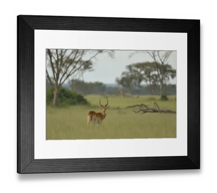 Framed Print : Ugandan Kob (Kobus kob thomasi) male, Queen Elizabeth National Park, Uganda, Africa Framed Print : Ugandan Kob (Kobus kob thomasi) male, Queen Elizabeth National Park, Uganda, Africa