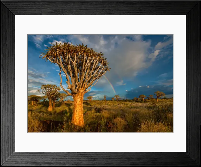 Framed Print : The Quiver Tree Forest with a rainbow at sunset shortly after a summer thunderstorm. Keetmanshoop, Namibia