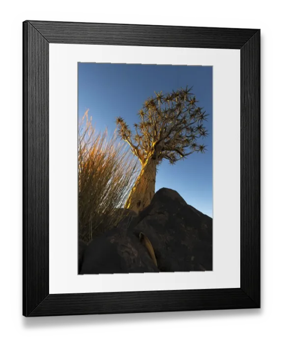 Framed Print : Quiver Tree (Aloe dichotoma) lit up in gold, Quiver Tree Forest, Keetmanshoop, Namibia Framed Print : Quiver Tree (Aloe dichotoma) lit up in gold, Quiver Tree Forest, Keetmanshoop, Namibia
