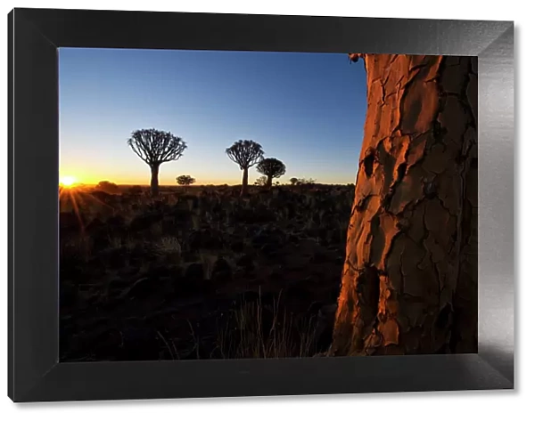 Landscape photo of the Quiver Tree Forest at Sunset, Keetmanshoop, Namibia