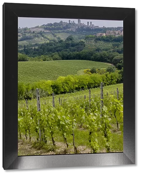 Vineyards, Rolling hills landscape, San Gimignano Skyline, Tuscany, Italy