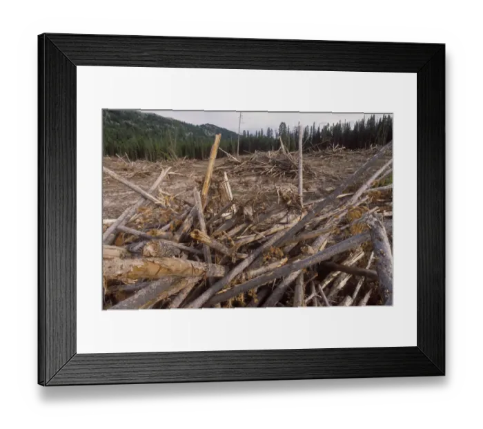 Framed Print : Pile of wooden logs, Big Hole Mountains, Targhee National Forest, Forest USA Framed Print : Pile of wooden logs, Big Hole Mountains, Targhee National Forest, Forest USA