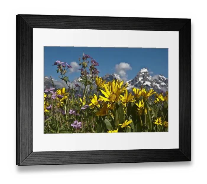 Framed Print : Mules Ear (Wyethia) and Sticky Geranium (Geranium viscosissimum), Grand Teton National Park, Wyoming, USA Framed Print : Mules Ear (Wyethia) and Sticky Geranium (Geranium viscosissimum), Grand Teton National Park, Wyoming, USA