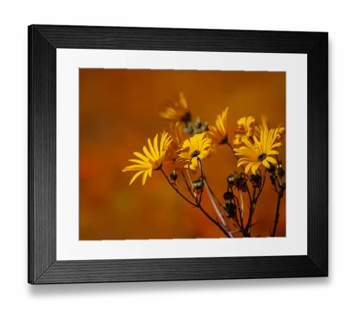Framed Print : Beauty in Nature, Close- up, Color, Colour, Copy space, Early morning, Flowers, Focus on foreground Framed Print : Beauty in Nature, Close- up, Color, Colour, Copy space, Early morning, Flowers, Focus on foreground