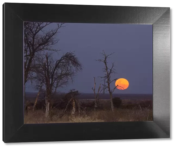 Color Image, Colour Image, Horizontal, Landscape, Madikwe Game Reserve, Moon, Moon rising