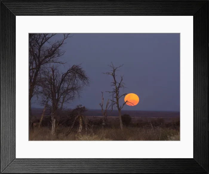 Framed Print : Color Image, Colour Image, Horizontal, Landscape, Madikwe Game Reserve, Moon, Moon rising Framed Print : Color Image, Colour Image, Horizontal, Landscape, Madikwe Game Reserve, Moon, Moon rising