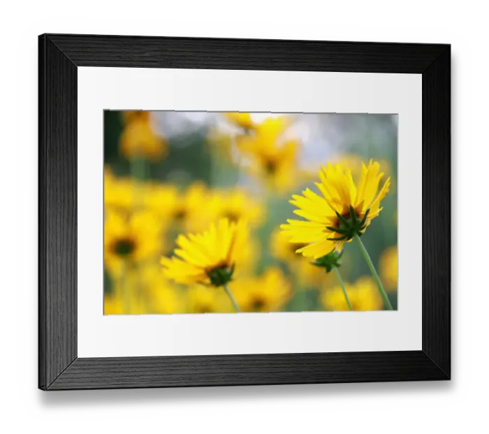 Framed Print : bellis perennis, botany, bright, carefree, close-up, color image, colour image, daisy Framed Print : bellis perennis, botany, bright, carefree, close-up, color image, colour image, daisy