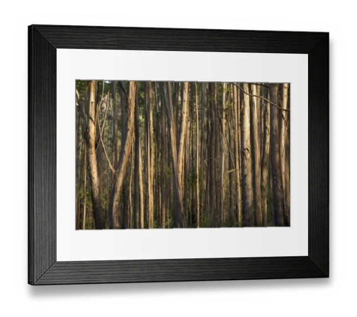 Framed Print : abundance, bvumba, close-up, color image, colour image, day, horizontal, idyllic Framed Print : abundance, bvumba, close-up, color image, colour image, day, horizontal, idyllic