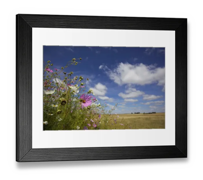 Framed Print : abundance, annual, aster, attractive, beauty in nature, blue sky, close up, cloud