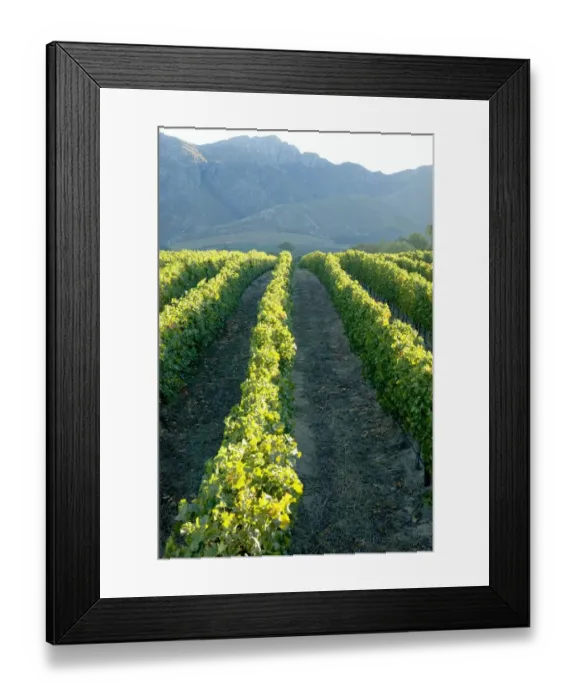 Framed Print : Vineyard and Mountain Landscape Scene Framed Print : Vineyard and Mountain Landscape Scene