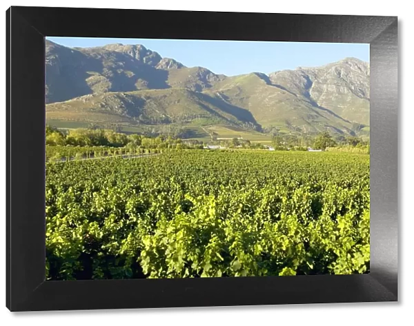 Vineyard and Mountain Landscape Scene