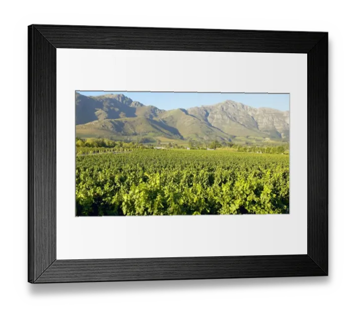 Framed Print : Vineyard and Mountain Landscape Scene Framed Print : Vineyard and Mountain Landscape Scene
