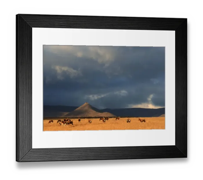 Framed Print : Blesbok (Damiliscus dorcas phillipsi) Herd on Open Karoo Landscape Framed Print : Blesbok (Damiliscus dorcas phillipsi) Herd on Open Karoo Landscape