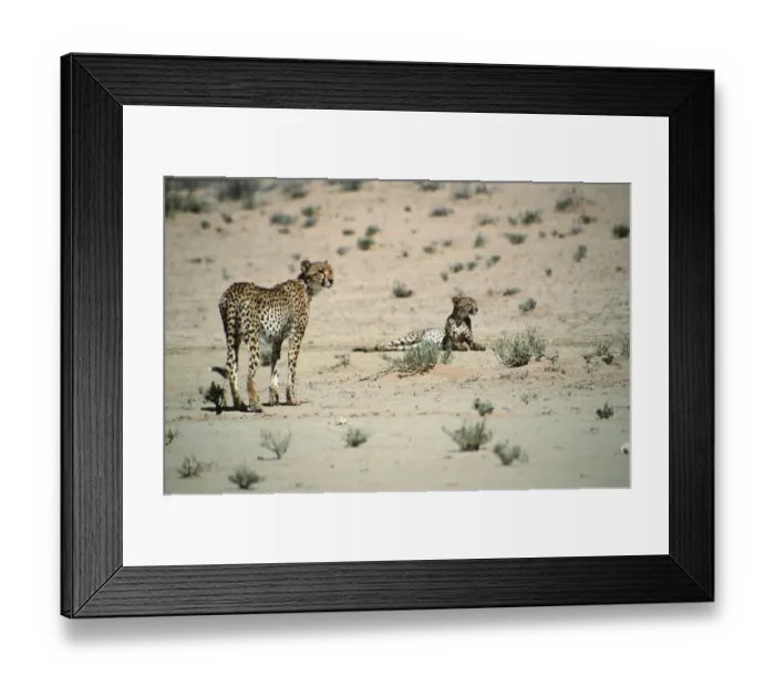 Framed Print : Cheetah (Acinonyx jubatus) Pair in the Desert Landscape Framed Print : Cheetah (Acinonyx jubatus) Pair in the Desert Landscape