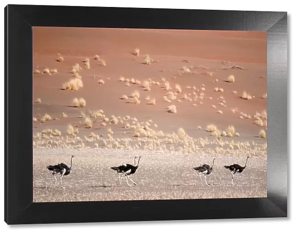 Ostrich (Stuthio camelus) Running in Desert Landscape
