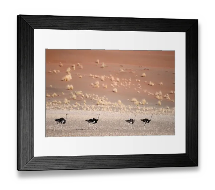 Framed Print : Ostrich (Stuthio camelus) Running in Desert Landscape Framed Print : Ostrich (Stuthio camelus) Running in Desert Landscape