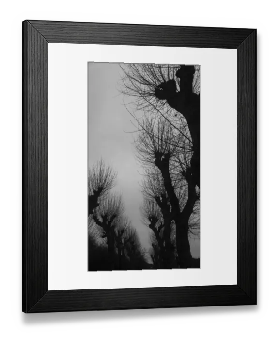 Framed Print : Bare trees in Wimbledon Park, London, United Kingdom Framed Print : Bare trees in Wimbledon Park, London, United Kingdom