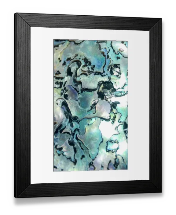Framed Print : Close up of shell detail, Cape Town, South Africa Framed Print : Close up of shell detail, Cape Town, South Africa
