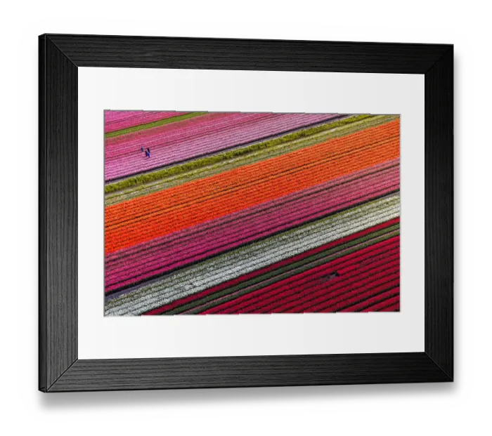 Framed Print : Aerial view of tulip fields in North Holland, Netherlands Framed Print : Aerial view of tulip fields in North Holland, Netherlands