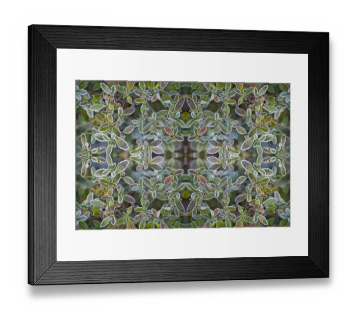 Framed Print : Frost on Azalea (Rhododendron) leaves, Washington State, USA Framed Print : Frost on Azalea (Rhododendron) leaves, Washington State, USA