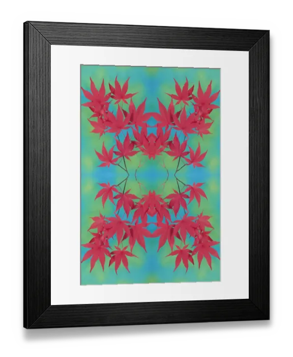 Framed Print : Red Japanese Maple (Acer palmatum) leaves, Washington State, USA Framed Print : Red Japanese Maple (Acer palmatum) leaves, Washington State, USA