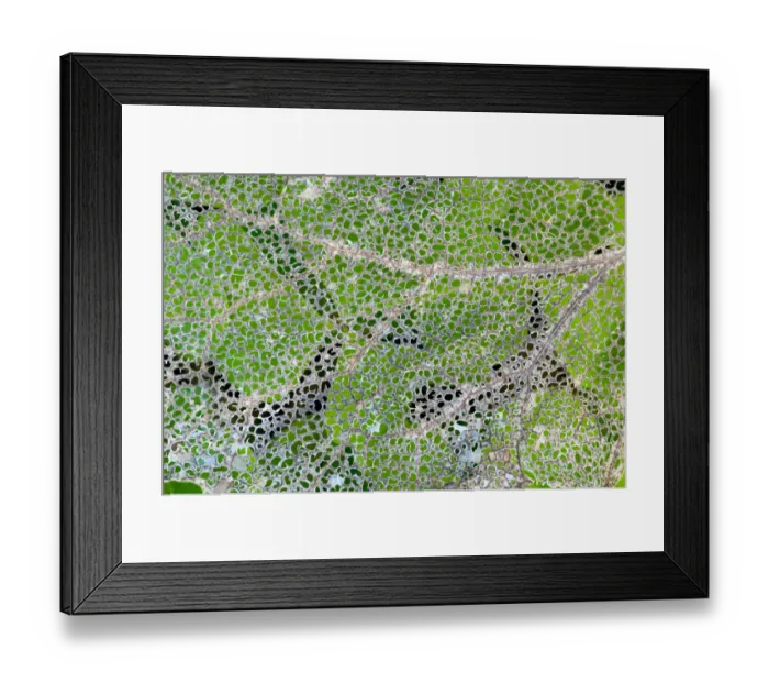 Framed Print : Leaf skeleton overlaying rainforest ground cover, Olympic National Park, Washington State, USA Framed Print : Leaf skeleton overlaying rainforest ground cover, Olympic National Park, Washington State, USA