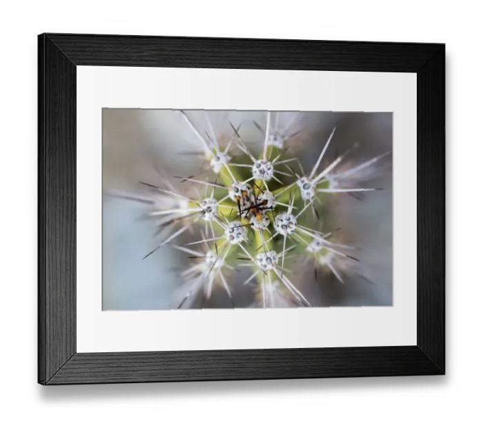 Framed Print : Abstract detail of cactus needles, Arizona, USA Framed Print : Abstract detail of cactus needles, Arizona, USA