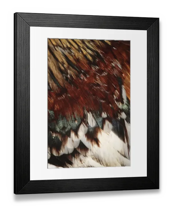 Framed Print : Extreme Close-up of the Feathers of a Rooster (Gallus gallus domesticus) Framed Print : Extreme Close-up of the Feathers of a Rooster (Gallus gallus domesticus)
