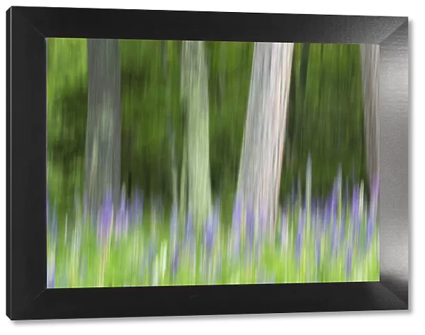 Abstract artistic blur of trees and lupine (Lupinus) blossoms, Wisconsin, USA